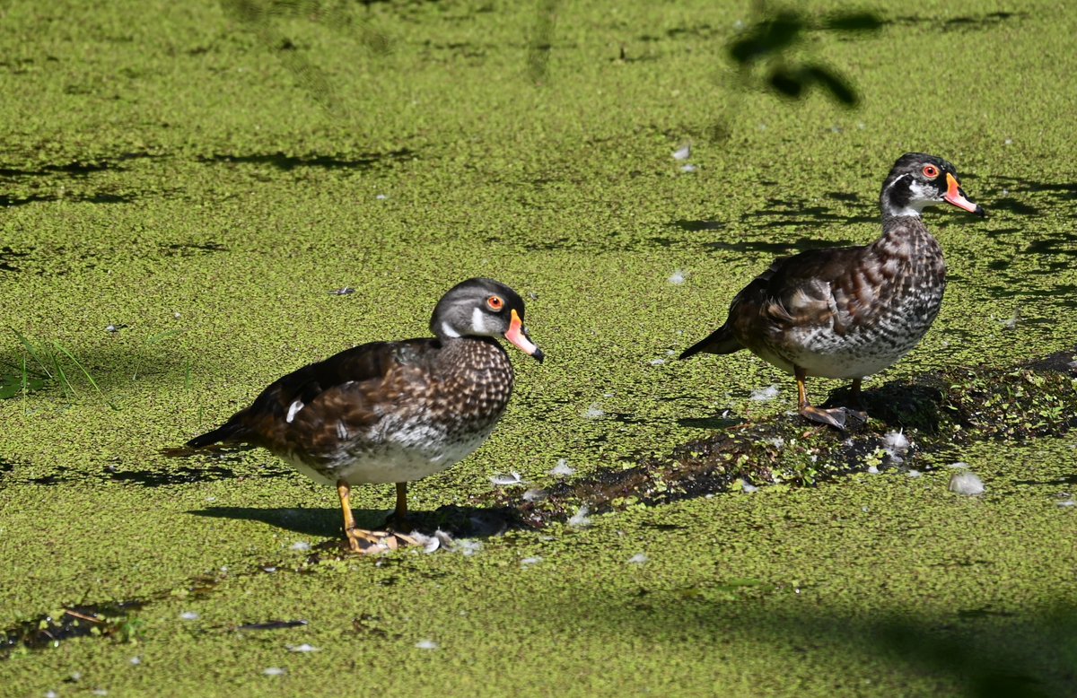Did you know that male Wood Ducks lose their colourful feathers between breeding seasons? They are called Eclipse Wood Ducks during this time.
