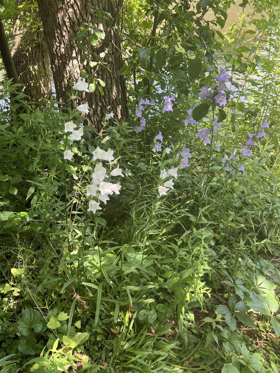 RevAnneCapeAnn's tweet image. June 23rd #SmallBeautiesHour a bit ahead of time. But don’t want to forget. We do this #BecauseofClem some hermit thrushes, on a hot day, an ancient waterfall, and bluebell wildflowers. Thank you @ThreadofGold1 and @radicalhoneybee blessings and peace to you all.
