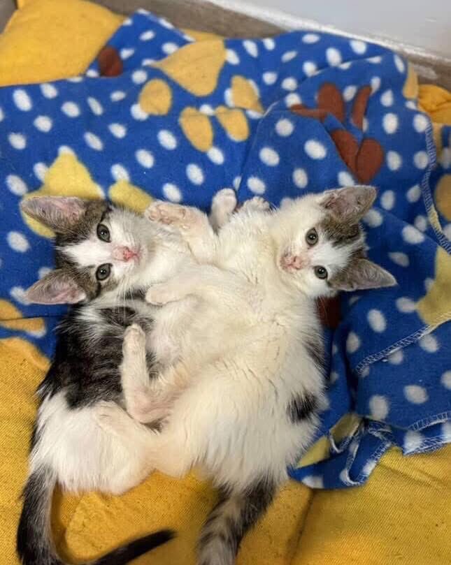 ŞUNLARIN GÜZELLİKLERİNE BİR BAKIN ONLARA KUCAKLARINI AÇACAK MELEKLERİNİ BEKLİYORLAR 🥰

Yer ; İstanbul / Başakşehir
İletişim İnstagram DM; @ okedi_bukedi

Takipçimizin İletisidir; Annesiz büyüyen bir buçuk aylık iki kardeş, ikisi de muhtemelen dişi, ikisinin de klinik kontrolde