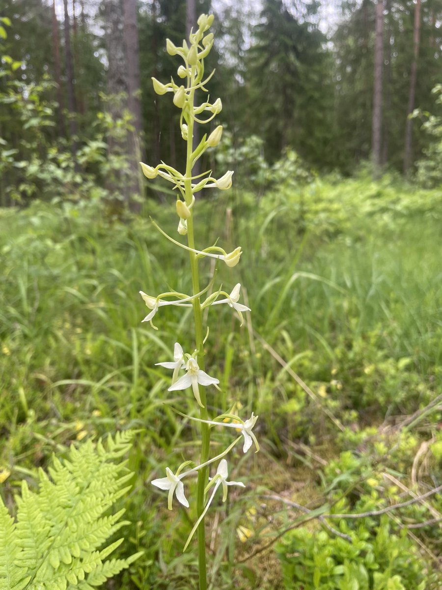 Mežs ir pļava. Līgo!