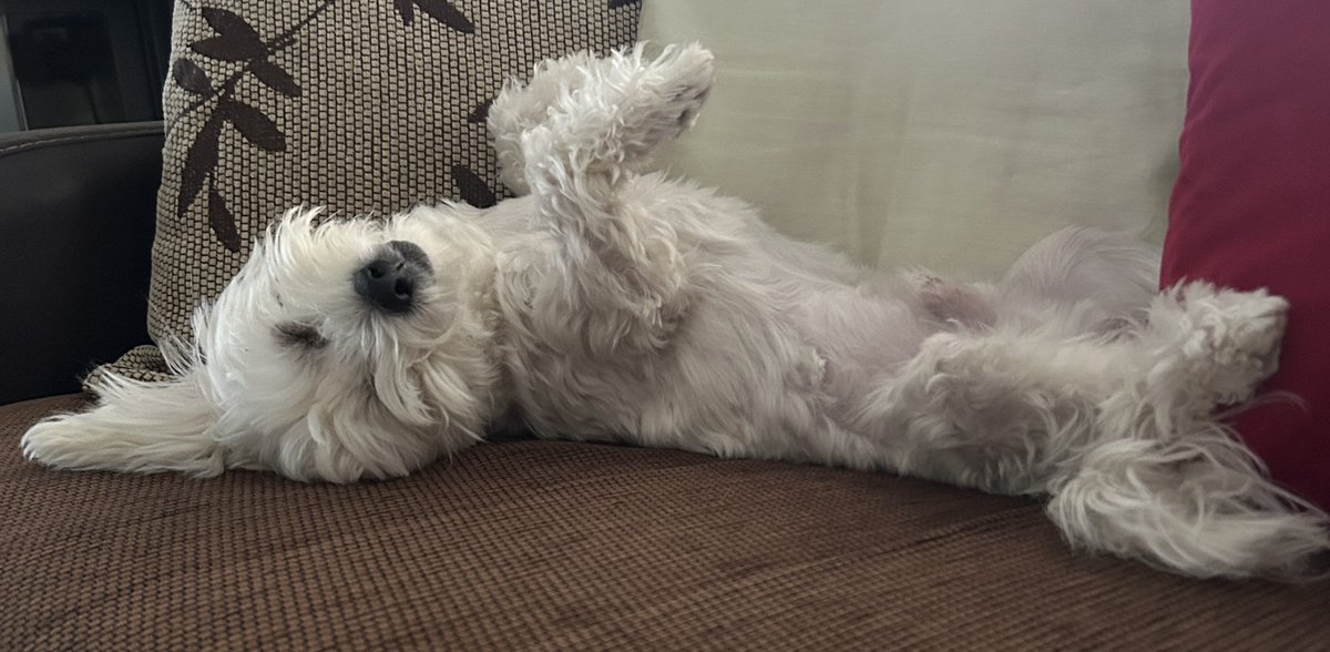 Μάσες , ξάπλες , τούφες κι αιρκοντίσιον 🐶