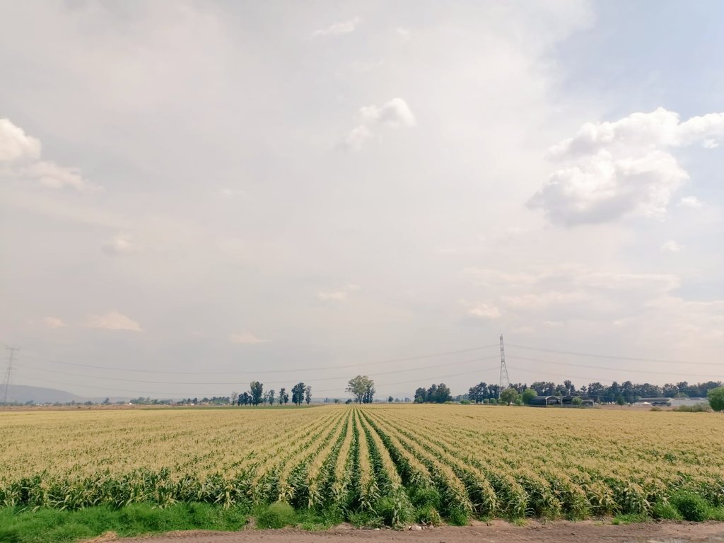 Iniciamos nuevos proyectos para impulsar la Agricultura Regenerativa en Maíz Dulce y hortalizas 🌽🥦🥬

✅ Nuestro enfoque: regenerar el suelo como base para una agricultura más productiva, resiliente y sostenible.

¡Sin suelo sano, no hay futuro agrícola! 🌱