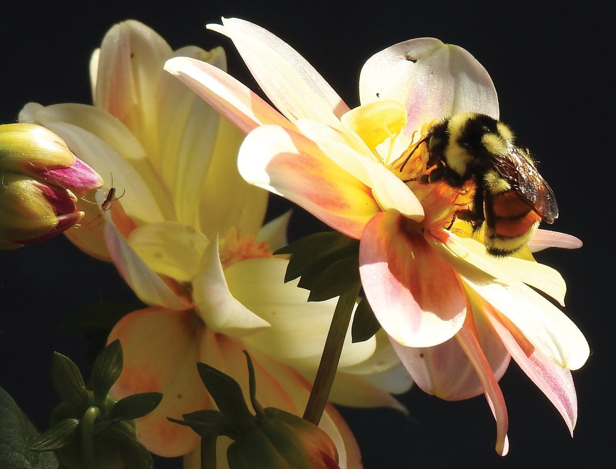 LeducRep's tweet image. This week’s ‘Leduc in a flash’ comes from Cindy Danyluk-Boisvert and captures an orange-belted bumblebee at Telford Lake.
Do you have a photo showing off the city? Send it to PWilliams@postmedia.com for your chance to be featured in the Rep.