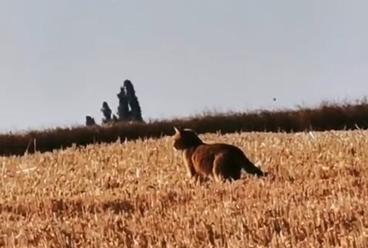 La Rep (@larep77) on Twitter photo 🚨Vidéo. "Il s'agit d'un lynx"... un félin de grande taille repéré en Seine-et-Marne, des recherches en cours par le <a href="/Sdis77/">Sapeurs-Pompiers 77</a> et la <a href="/Gendarmerie_077/">Gendarmerie de Seine-et-Marne</a> actu.fr/ile-de-france/… via <a href="/actufr/">actu.fr</a> 🚨Vidéo. "Il s'agit d'un lynx"... un félin de grande taille repéré en Seine-et-Marne, des recherches en cours par le <a href="/Sdis77/">Sapeurs-Pompiers 77</a> et la <a href="/Gendarmerie_077/">Gendarmerie de Seine-et-Marne</a> actu.fr/ile-de-france/… via <a href="/actufr/">actu.fr</a>