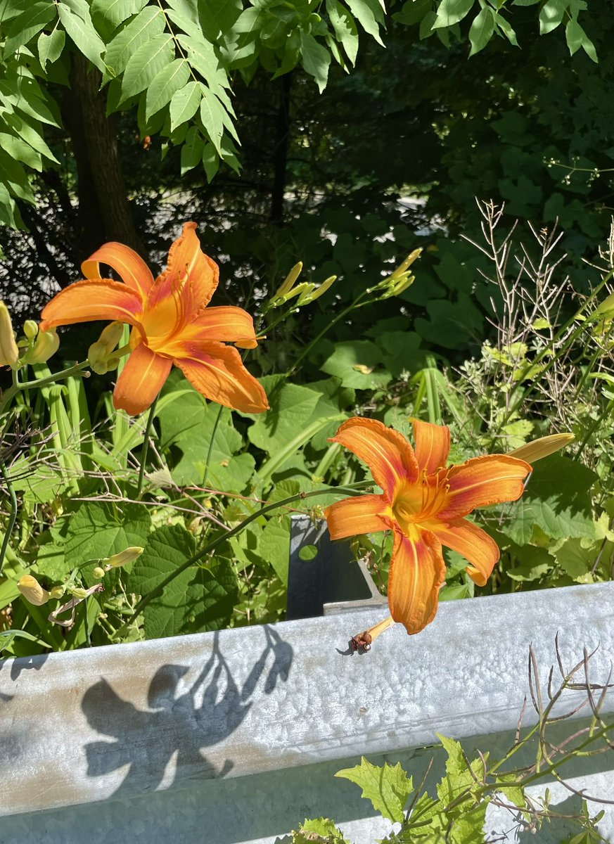 lilies by the river