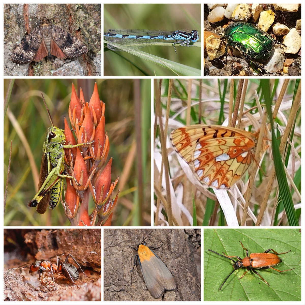 Did you know an incredible 63% of Britain’s 24,000 types of insects are found here in the New Forest? It goes to show why the New Forest is one of the most important locations in Europe for nature and conservation! 🦗🐝🐜

#InsectWeek #StandTallForTheSmall #NewForest