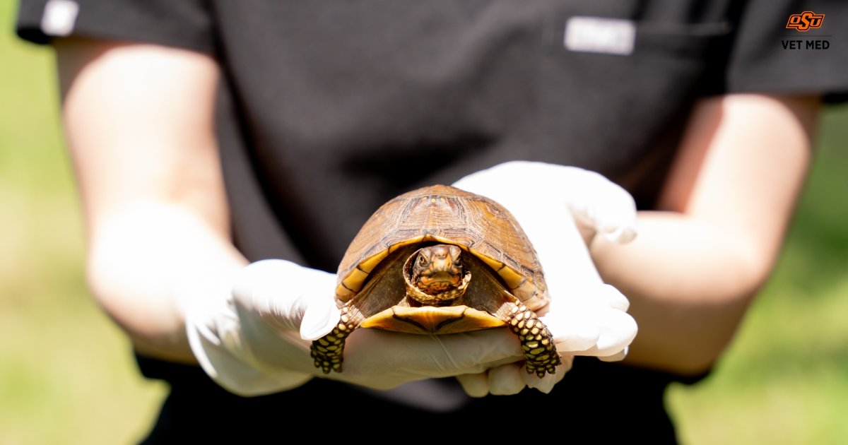 From rescue to recovery—Our zoological medicine team proudly released three animals back to their natural habitat, healthy and strong!  🌿 #ZooMed #OkStateVetMed #CowboyVets #AnimalRelease