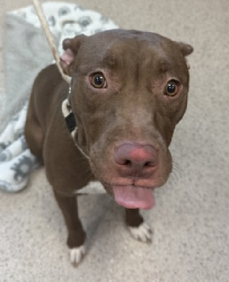 NMBewitched's tweet photo. Bailey
New Intake #NYCACC
https://t.co/VHkL8GI8xd
#RescueOnly🙄
#FostersSaveLives
#Pledge4Me
7mos old #PuppyLove
Former pawrent was 51 cards short of a full deck😡
Bailey just needs guidance, security, boundaries & love
A routine of play, socialization & rewards
Bailey🔥 https://t.co/gLXfgnEbtz