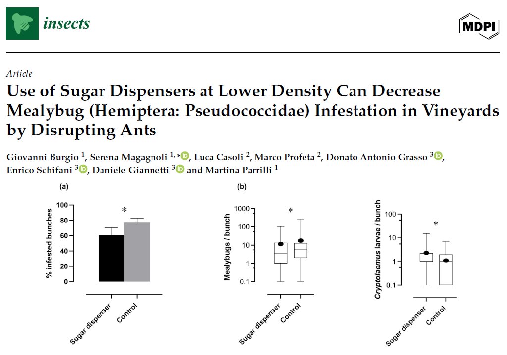enricoschifani's tweet image. Disrupting ant-mealybug interactions by offering alternative sugary sources: an experiment in Italian vineyards 🐜🌱
Researchgate: tinyurl.com/4sm6pc5p