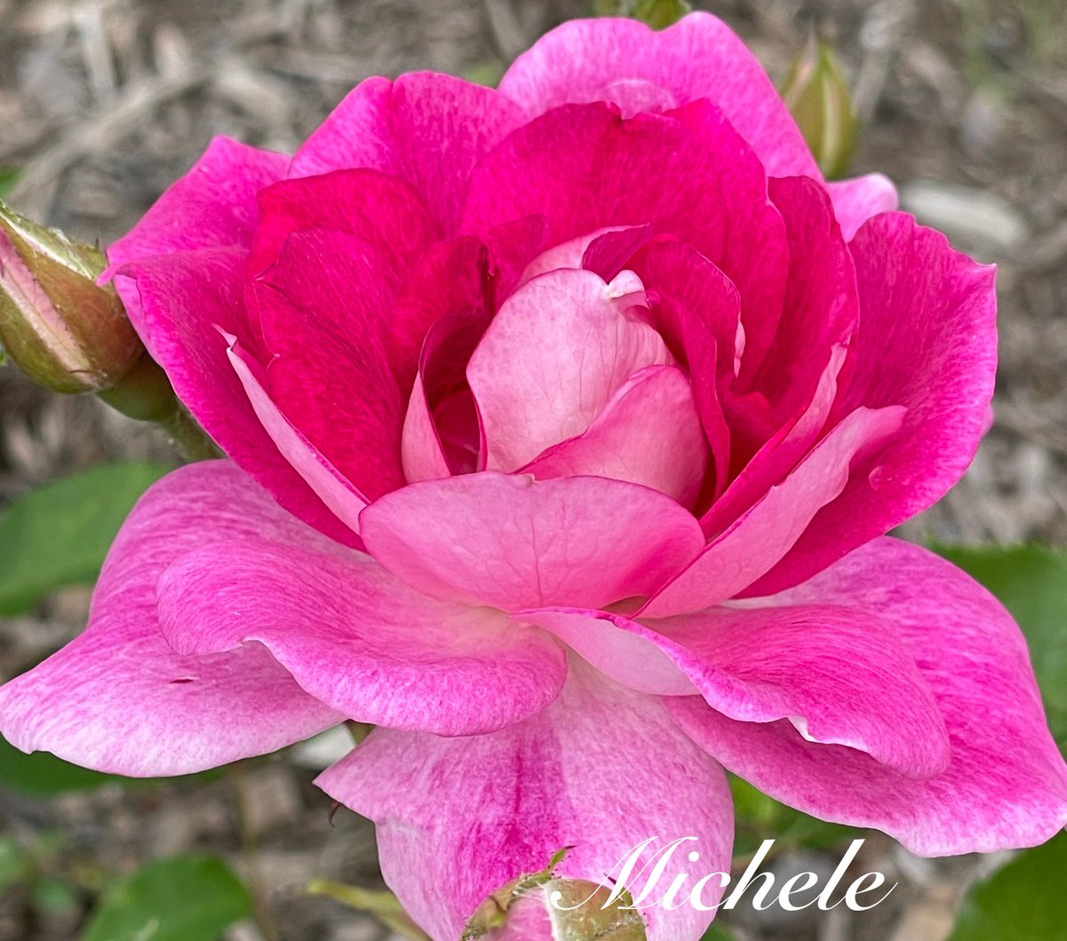 gingerartist1's tweet image. Happy Mondayβ¦itβs a hot one! Have a great week! π©·π₯π #MagentaMonday #flowers
#gardening #GardeningX #GardeningTwitter #garden #gardenlove #MyGarden #flowerphotography #FlowersOnX #FlowersOfX #rose #flowersmakemehappy