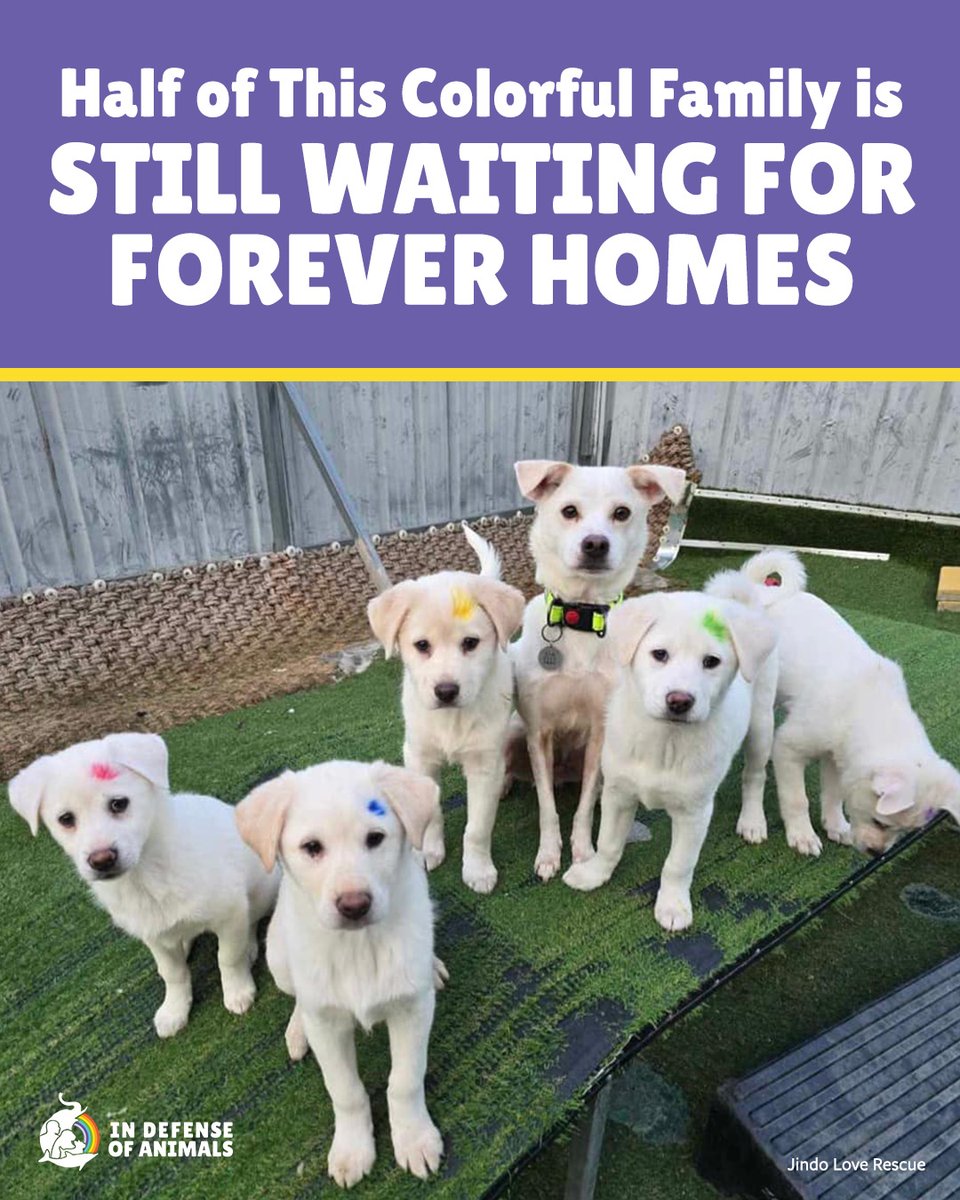Half of this colorful family of dogs is still waiting to be adopted in South Korea! bit.ly/3T2mPUU
Pls RT and support our work: bit.ly/44pOzsN
#DCMT #JindoLoveRescue