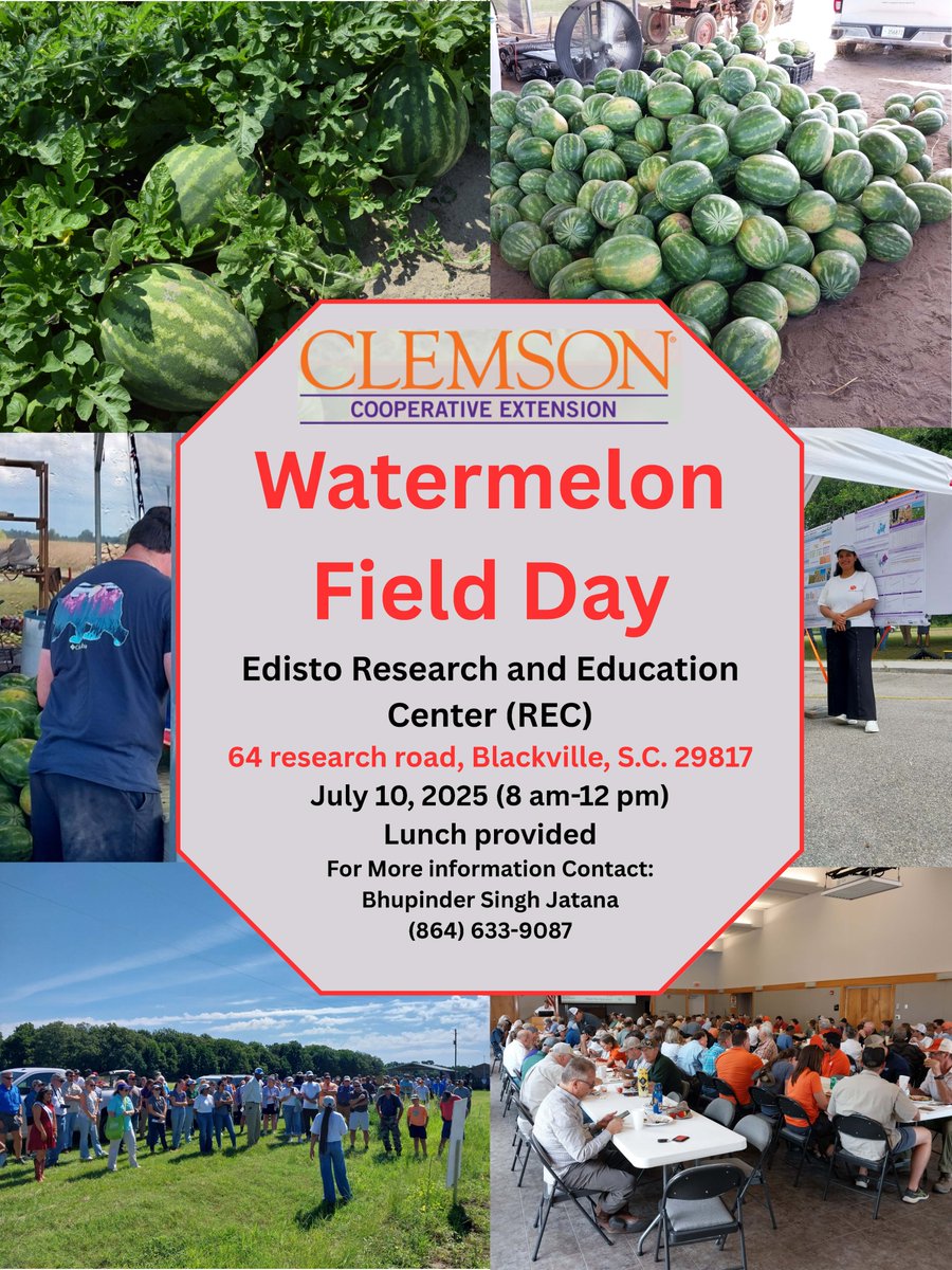 BhupinderJatana's tweet image. Please join us at the 2025-Watermelon field day at Edisto Research and Education Center. This year’s field day will cover- watermelon disease updates, market trends, organic production, herbicides, and many more. @ClemsonCAFLS  @CUESNews