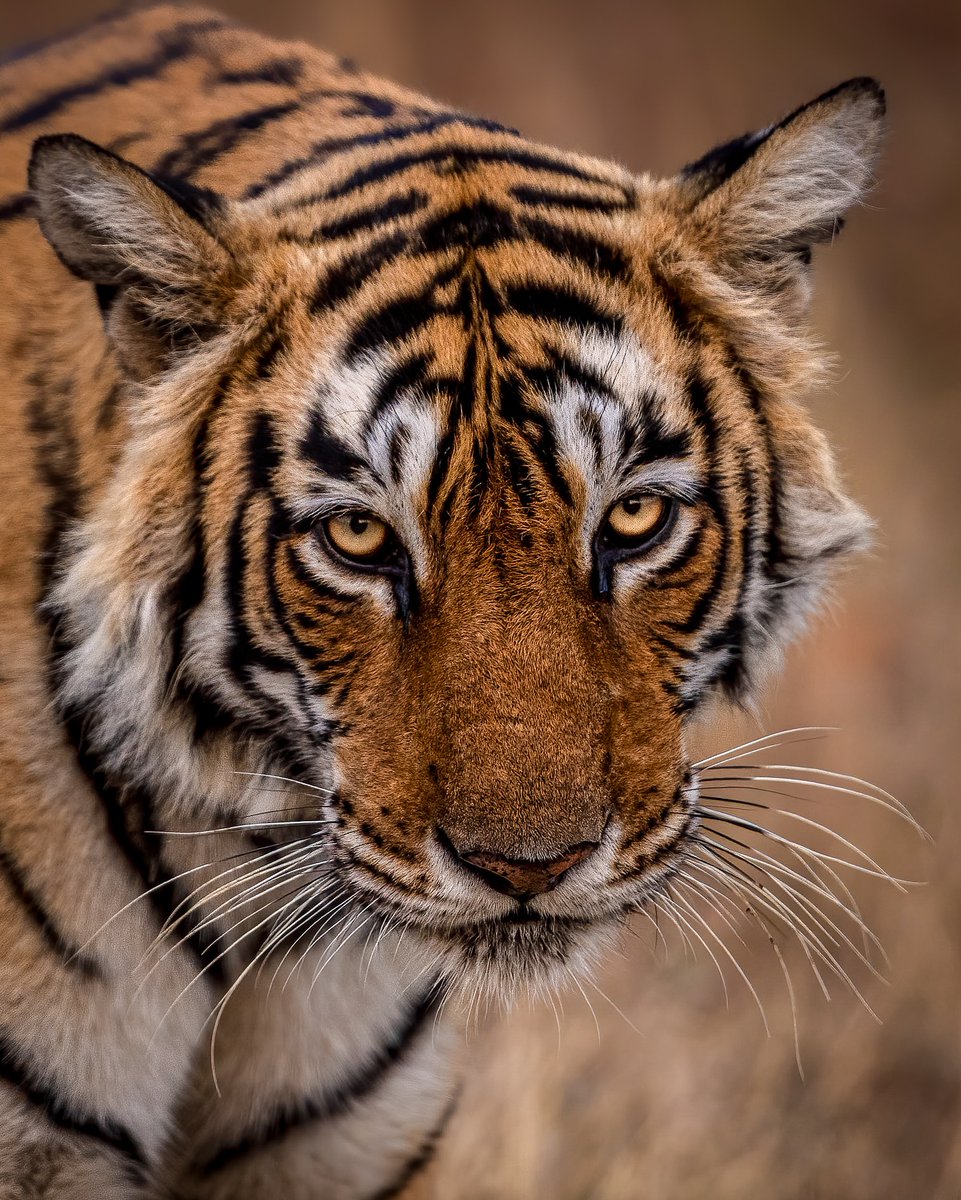 SMNK1972's tweet image. A beautiful portrait of Arrowhead. What a beauty she was. Taken in — at Ranthambore - the land of Tigers (Sawai Madhopur). Credit to Zhayynn James Photography