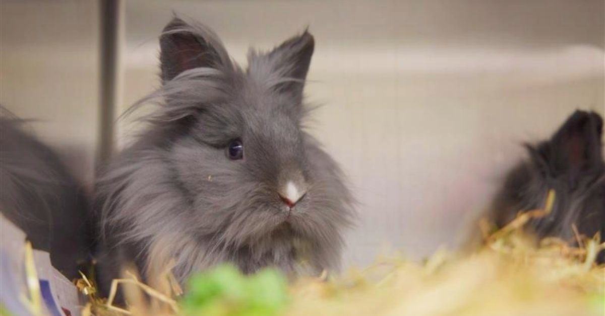 Millpledge Veterinary tweet media