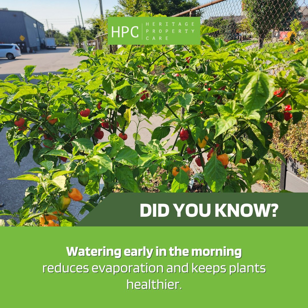VERY MORNING! is the best time to water plants?

Gives you healthier plants!

visit heritagepropertycare.com for more!

#mom #hack #cleaningmotivation #cleanhome #home #amazon #cleaninghacks #weekend #cleaningproduct #easycleaning #cleaninghack #cleaningobsessed #cleaningtime