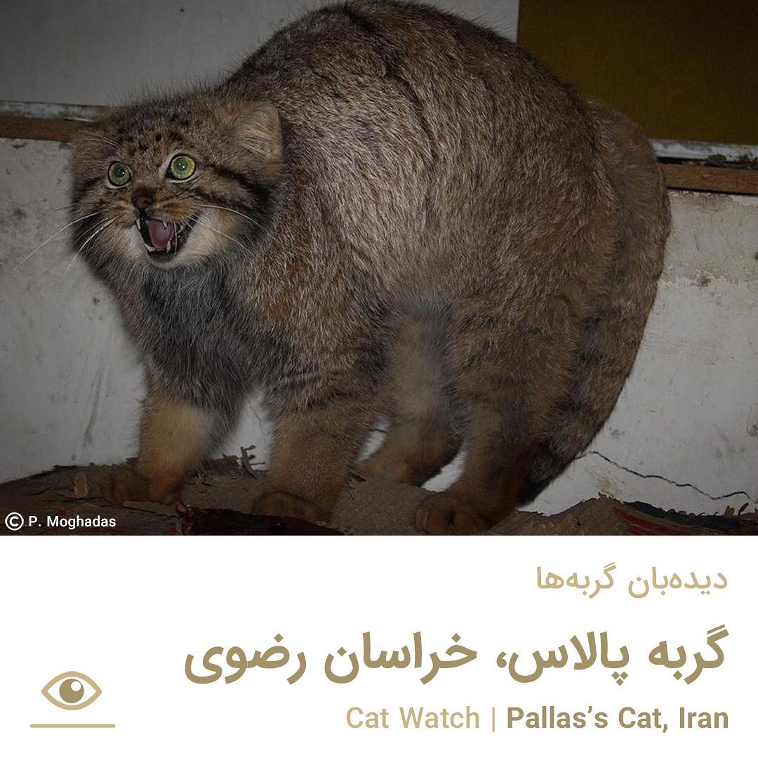 DailyMantle3's tweet photo. Please protect our Iranian Manuls https://t.co/InXjjoBMmr