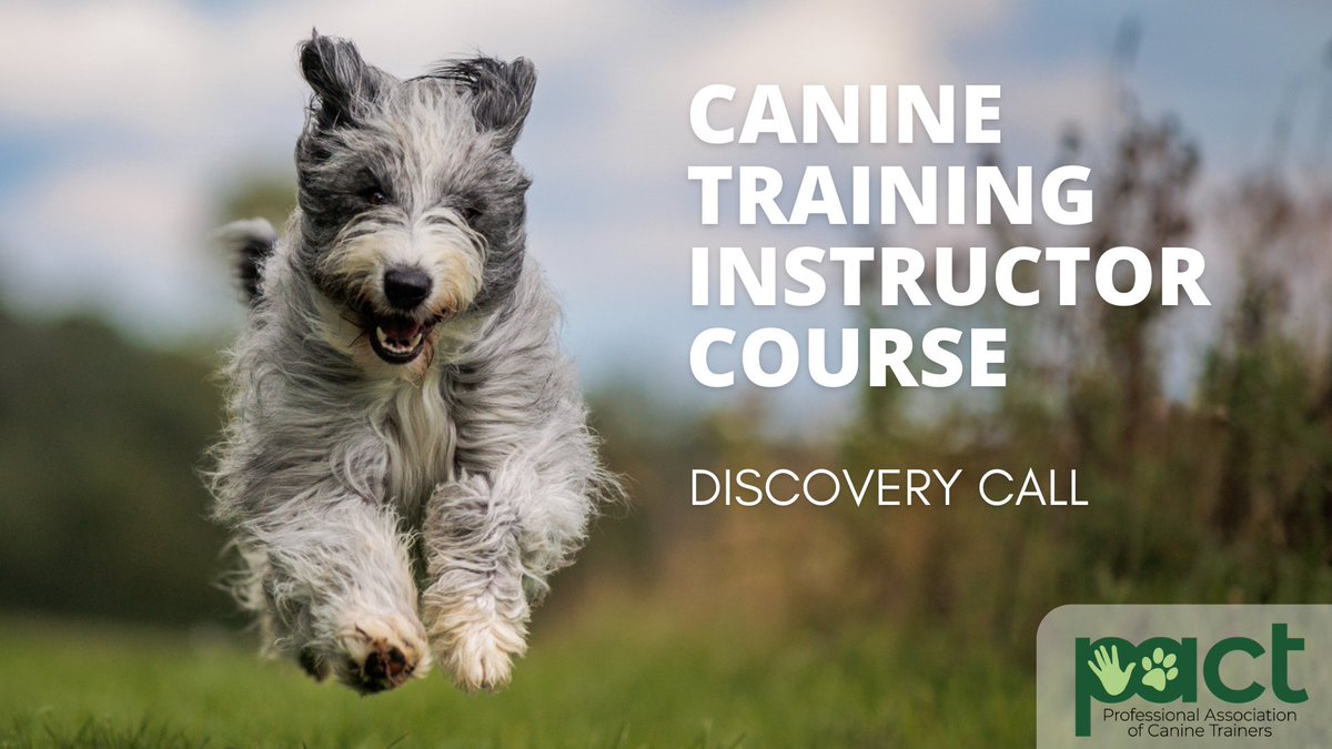 PACT_Dogs's tweet photo. Join our FREE live Discovery Call in 24hours (Tuesday, June 24th at 18:30 BST) to get all your questions answered about the PACT CTIC course!

➡️ Register for the FREE Discovery Call here: https://t.co/nNnF6sRqox
#DogTraining #DogTrainer #PACT #ABTC #PositiveReinforcement https://t.co/Qb3EyTbuyP