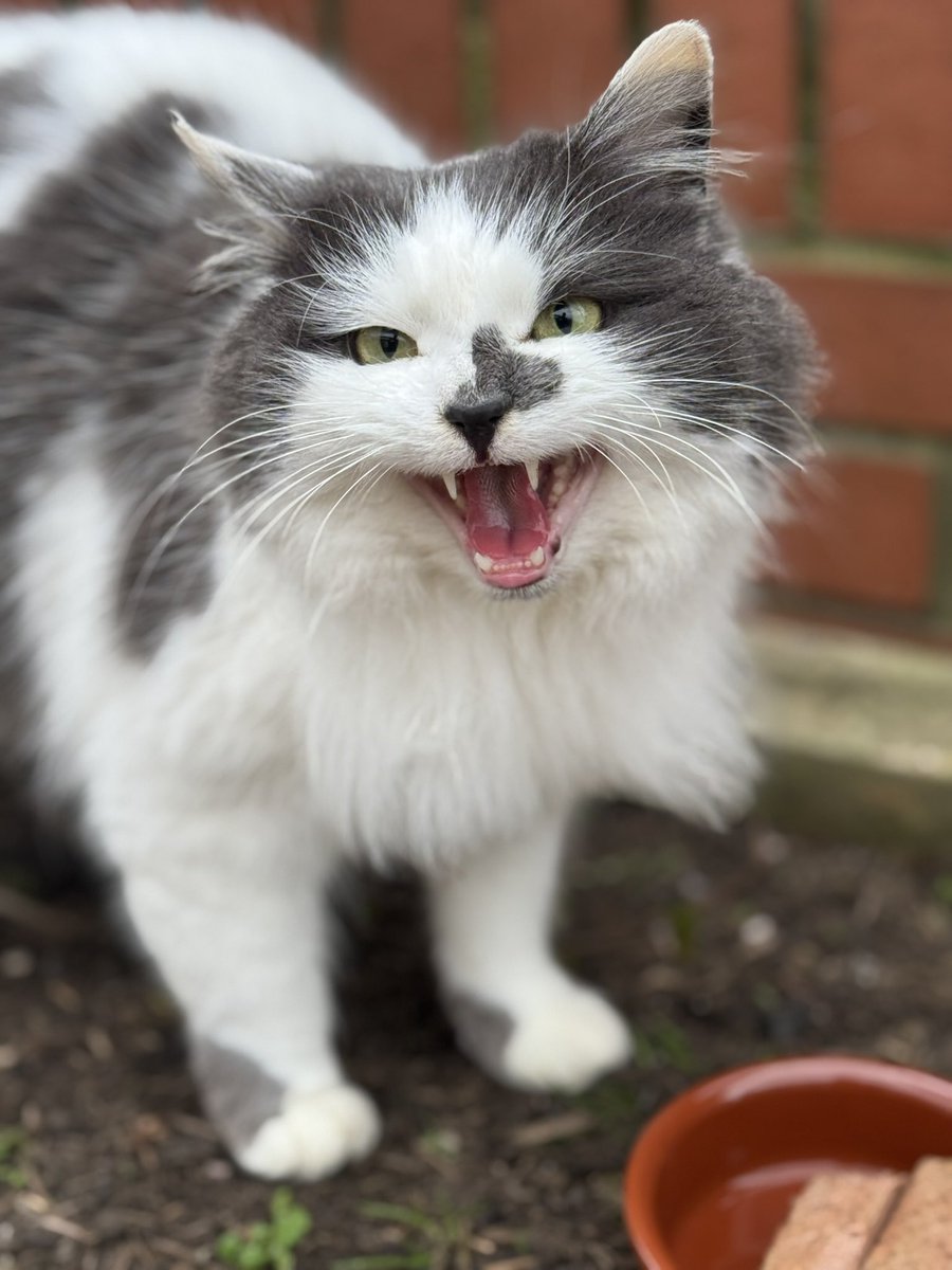 SpanielsSuper's tweet image. We have one &amp;amp; a half cats too
PussPuss #TheBoss adopted us nearly 7 years ago

Martha #HungryMartha  we have been feeding for 6 months, but she hasn’t moved in yet #MoveInMartha