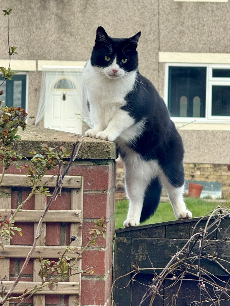 SpanielsSuper's tweet image. We have one &amp;amp; a half cats too
PussPuss #TheBoss adopted us nearly 7 years ago

Martha #HungryMartha  we have been feeding for 6 months, but she hasn’t moved in yet #MoveInMartha