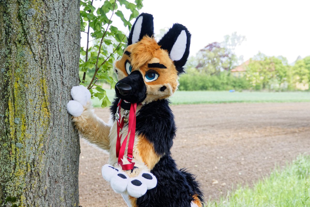 Himaru_Shepherd's tweet image. Wanna walk the sheppy? ππ₯°
#MFYMonday
πΈ@Tanor42