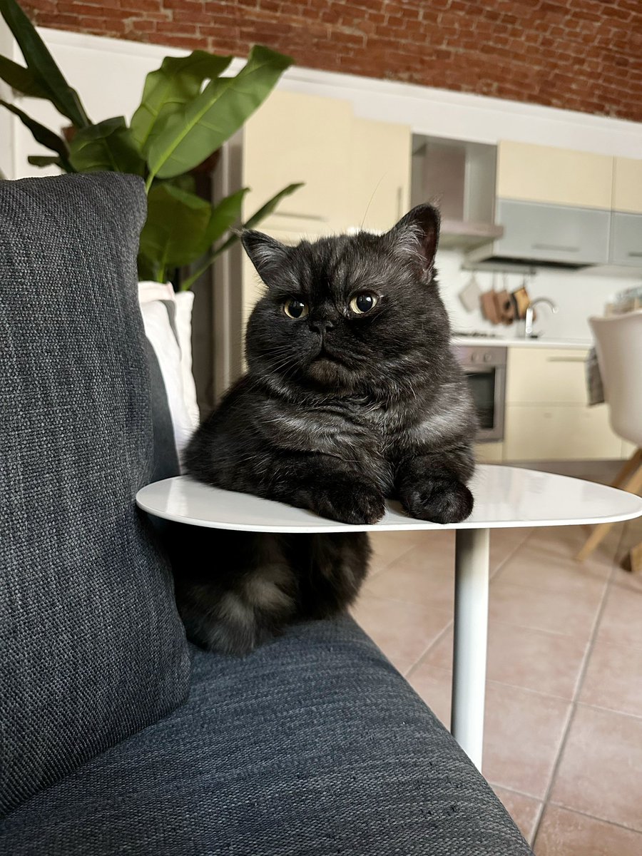 Maccheroni seduto al banco che aspetta di essere interrogato