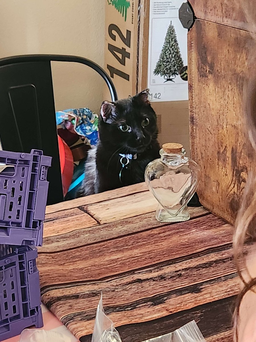 Anakin is helping me get ready for <a href="/MAW_events/">MAW</a> on Sunday!

I'll be sharing a table with <a href="/The_TaffyTabby/">The Taffy Tabby</a> and selling along side them! (Did you know I designed their mascot?)

Come say hi and buy some treasure! I have new items here at the Salty Saber Tavern!