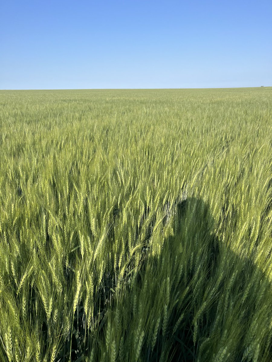 It survived the storms!
AAC Coldfront winter wheat with a PGR on irrigation standing well still!
Taking bookings now 😀
stampseeds.com/coldfront-wint…
#WestCdnAg