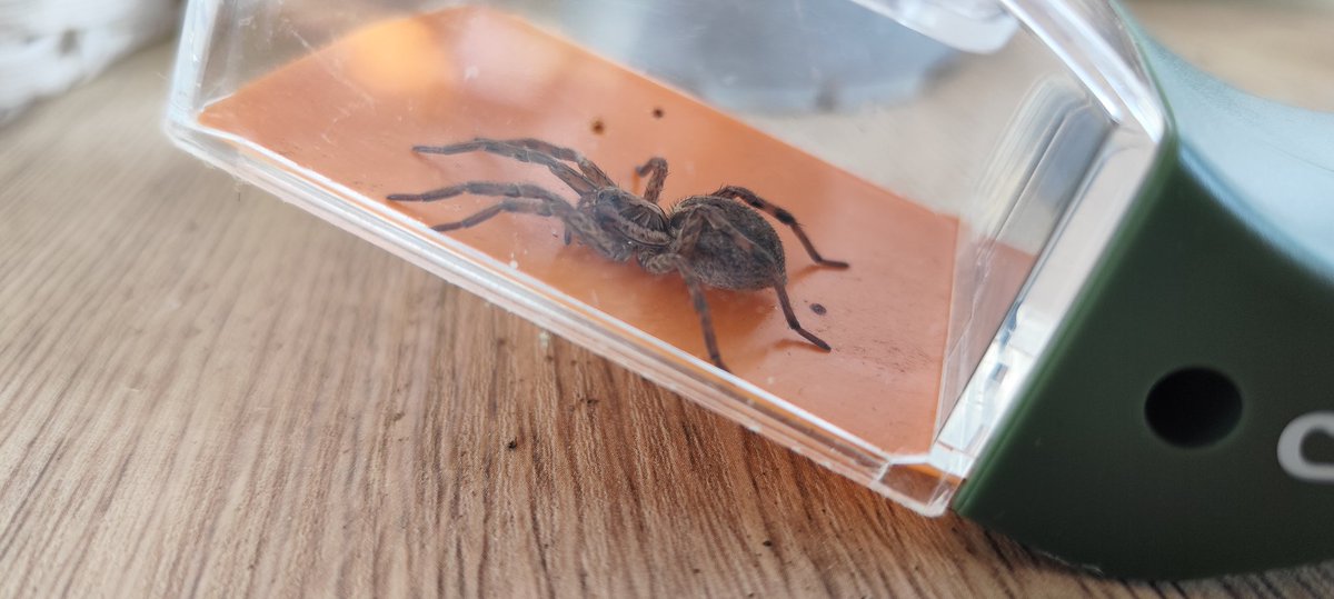 JordiDB2's tweet photo. @Arachno_Cosas hola me puedes decir si es peligrosa. Ha sido capturada viva y trasladada a un sitio seguro. https://t.co/eGT9hdArhW