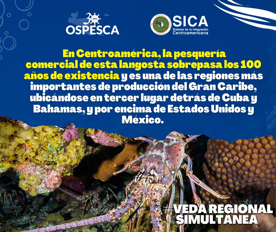 La pesca de la Langosta del Caribe (Panulirus Argus) es intensa en la región, se da tanto de forma artesanal como industrial y con base en diferentes artes: buceo a pulmón, trasmallos, nasas, arpones y estructuras artificiales o concentradores.
#VedaRegionalSimultánea