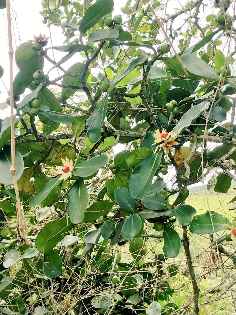 Cristiantisimo's tweet photo. Cundinamarca + Boyacá + Cuarteto weekend. https://t.co/k62xpM7KWD