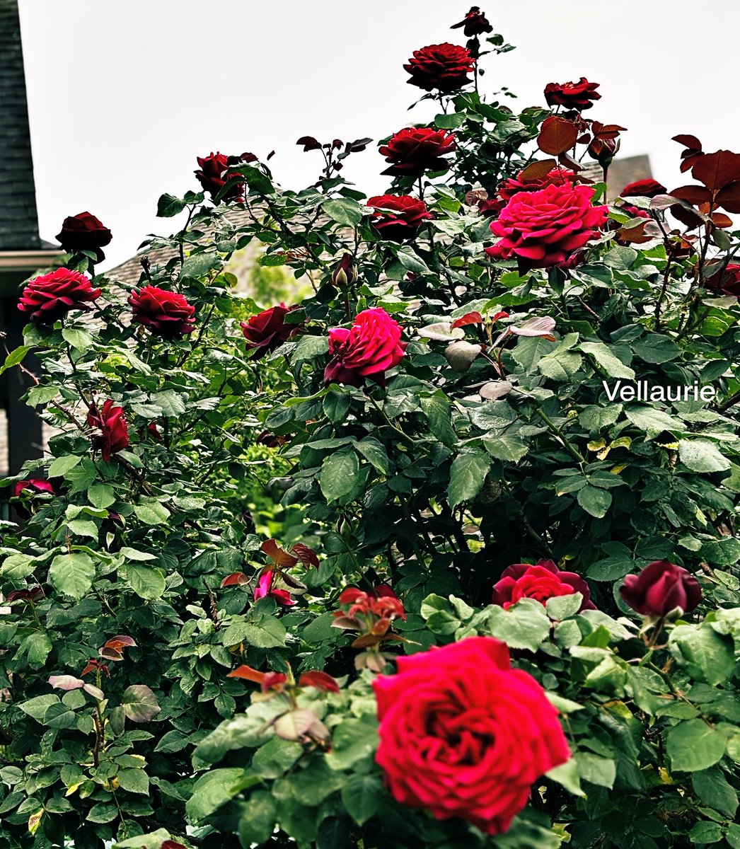 VijayEllaurie's tweet photo. Happy New Weekโบ๏ธ๐๏ธ "Embrace the new week with a positive mindset and watch your potential unfold." #MyGarden #nature #roses #tearoses #shrubs #Gardenersworld #gardening #FlowersOnX #MondayMotivation https://t.co/o1hk67YVyO