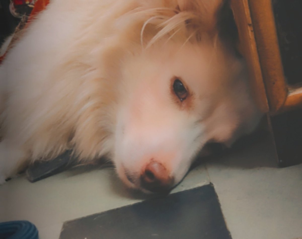 rosepetal_wink's tweet image. Good night guy's 🤍😴 
#nightlife #Sleepyhead #pet