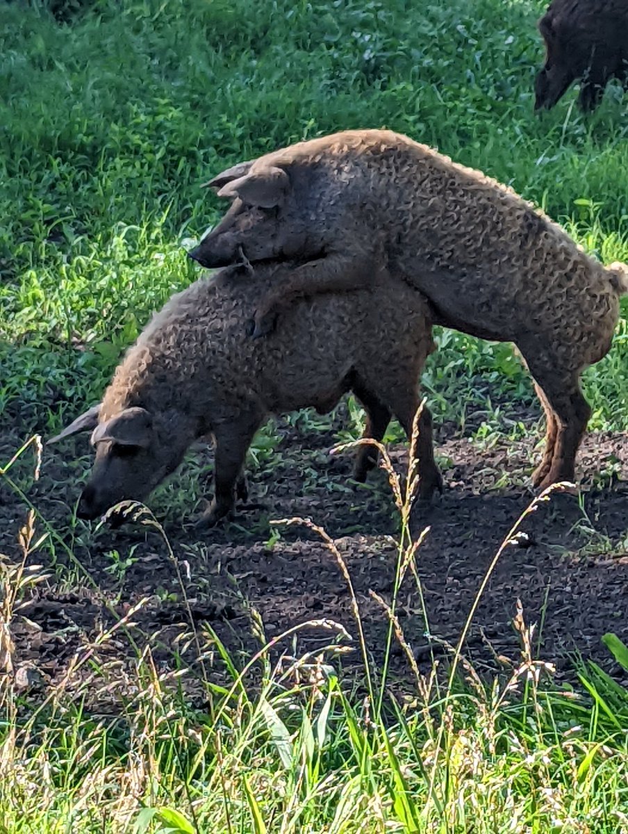 Things get so busy on the farm I lose track of things. I totally forgot it was pride month. 
Thanks for the reminder pigs!