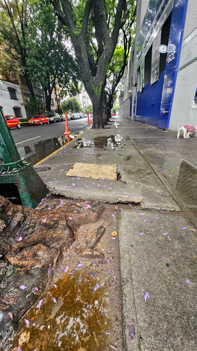 dr_r_sanchez's tweet photo. Árbol a punto de caer junto a escuela calle Magdalena 622 @AlcaldiaBJ @AlcaldiaBJ_CDMX @arbolescdmx @CNPC_MX https://t.co/YI0mbKWwsg