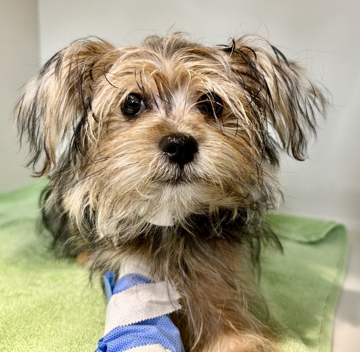 The next entry in my ongoing series, Faces I Can’t Resist. (I work in an animal hospital and I love your babies.) Good afternoon sweetie pie. I will be picking you up at every opportunity, thank you very much.