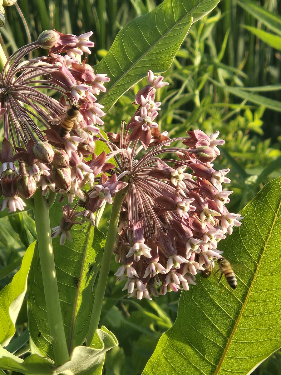 DiamondMommy081's tweet photo. Let’s see your First Days of Summer captures!🌺

#FirstDaysOfSummer https://t.co/ElubaUxInx