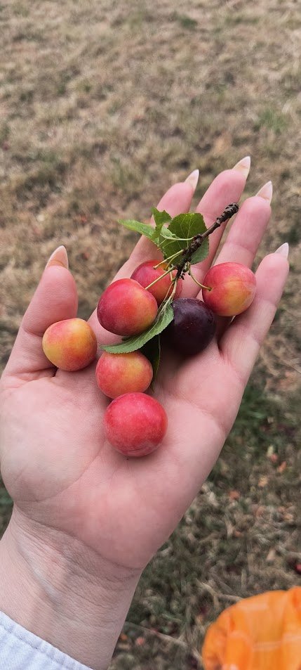 Sorenai 2006 tweet media