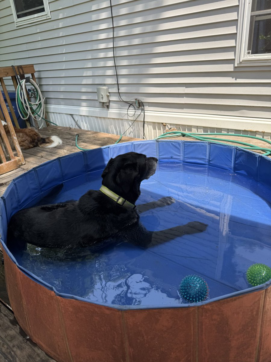 A day for the dogs in Connecticut