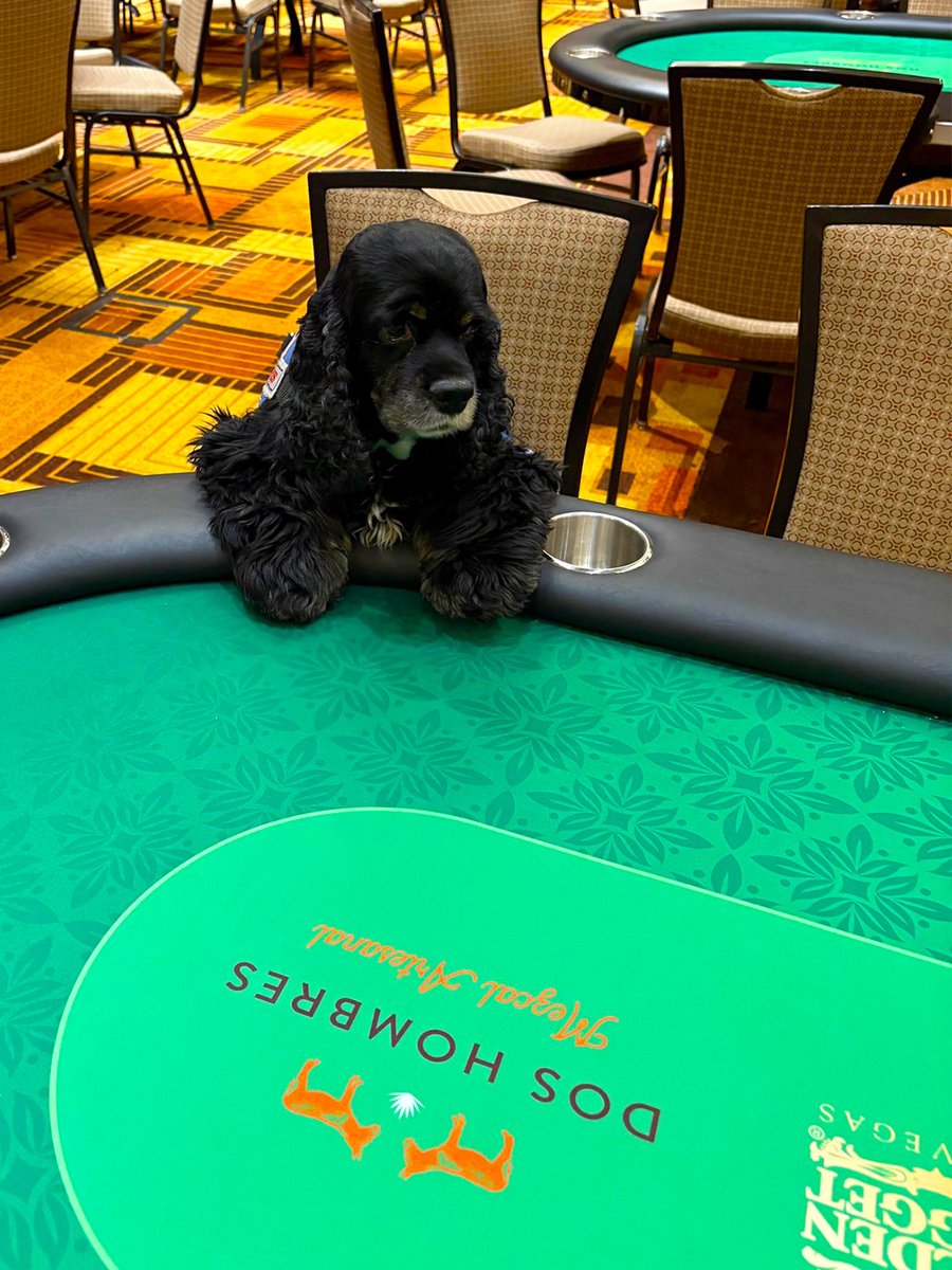 He’s got the poker face, the paws, and a plan. 🐾

Only a few days left of the Grand Poker Series - catch the action before this underdog takes it all. 🃏 

📸 <a href="/shawn/">shawn</a>.meyer.9849

#GrandPokerSeries #PokerDog #LasVegasPoker #GPS2025 #Poker