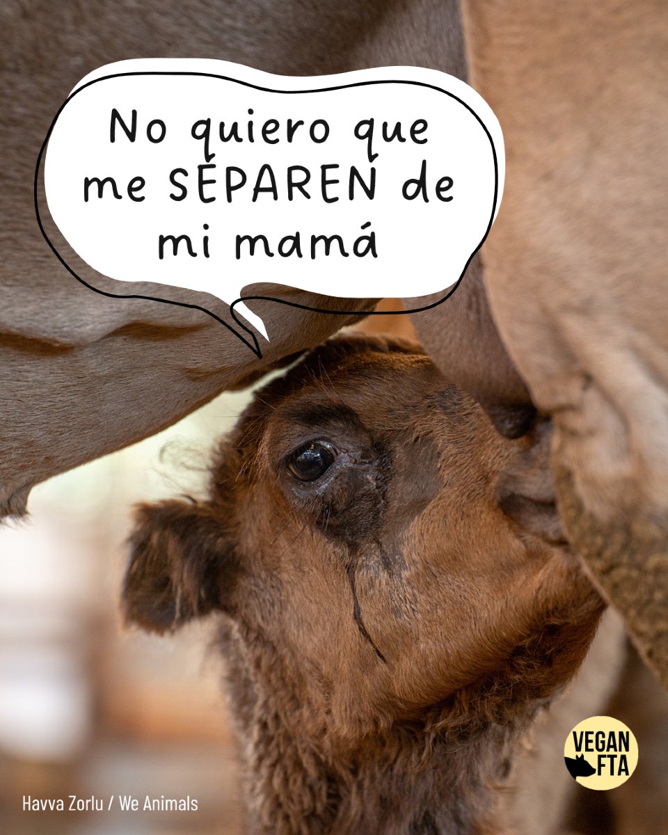 VeganFTAEspanol's tweet photo. ¿Sabías que la industria láctea también explota camellos? 🥺 https://t.co/k3jhDNT3i5