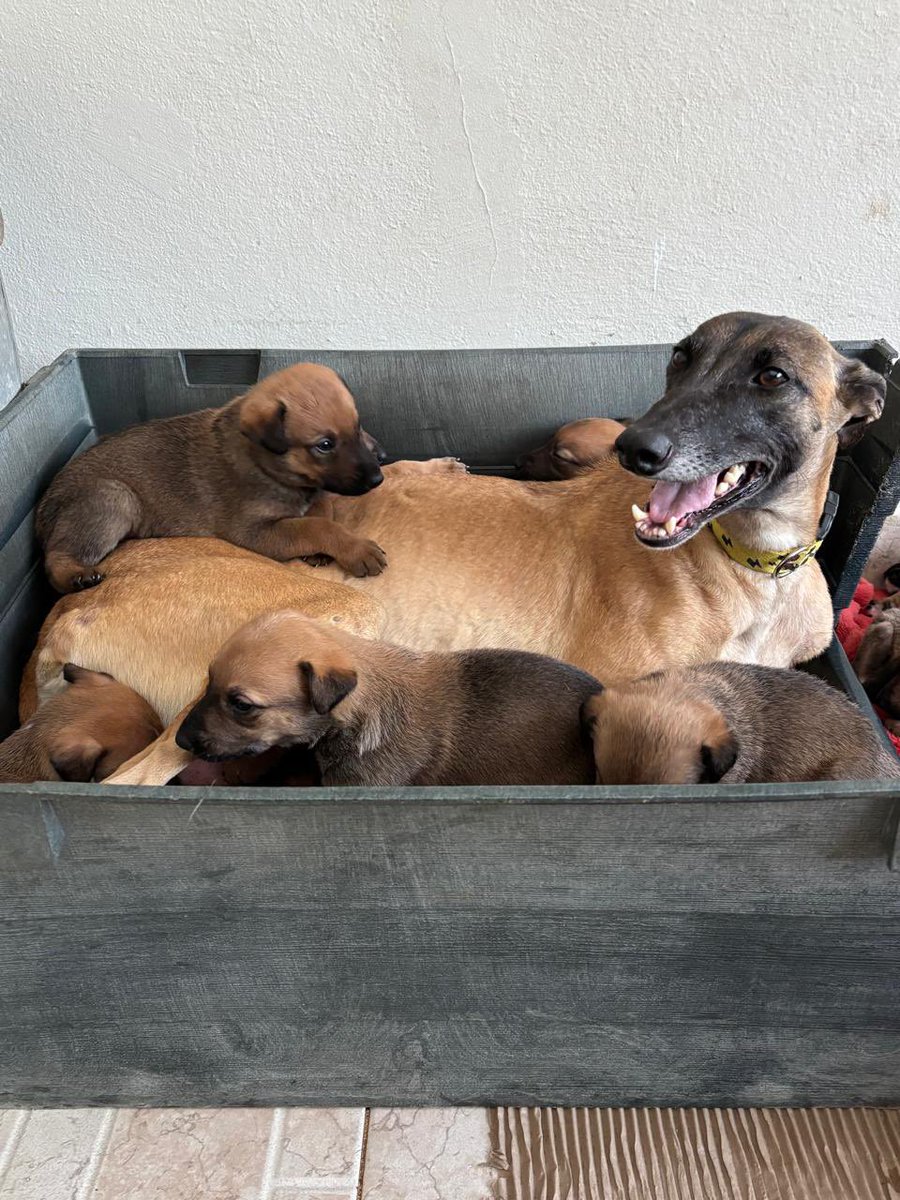 Los bebés de DORA fotocopiadora están buscando casita, serán medianos/grandes. 
Queres un mix de galguito macho o hembra escribime
Zonas CABA Y GBA 💘misionsolidariatwitter@gmail.com 
Asunto: quiero un hijo de Dora
NO TE QUEDES SIN EL TUYO, EDICCION LIMITADA CONTAMOS CON STOCK