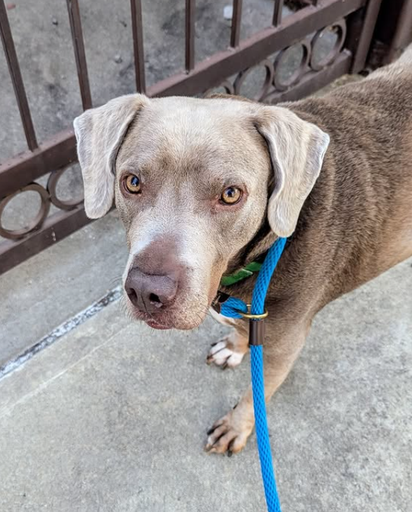 NMBewitched's tweet photo. Beasty
Who would have thunk, I would still be begging for his life?
So many #shares
Yet still he waits after 166 days
https://t.co/VOIefzyIGL
#AdoptMe https://t.co/gf1MLJnZBM