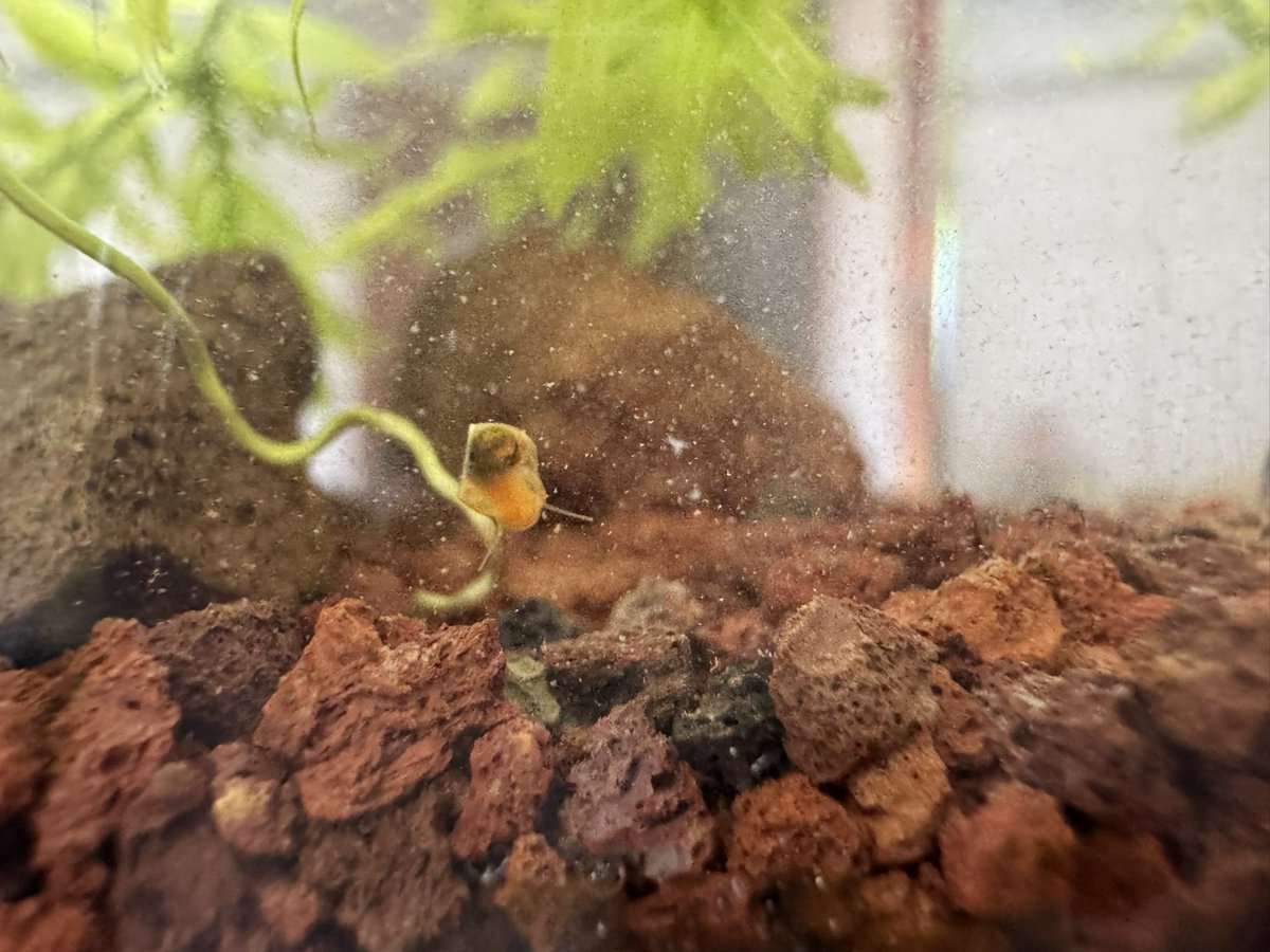 养的蜗牛生了小宝宝，开心死了