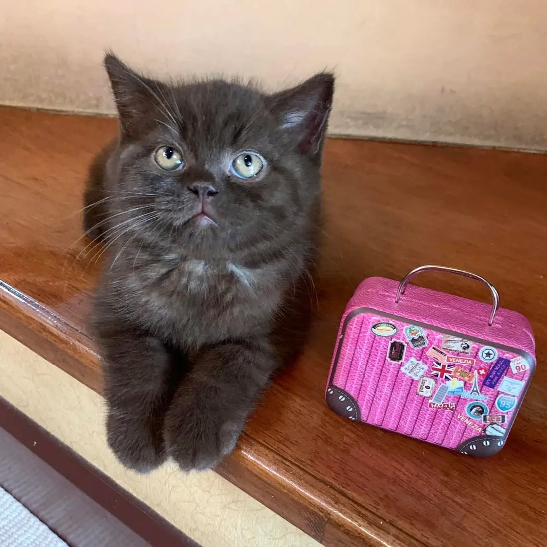 ชีไฉตอน 3เดือน ตลกอะ