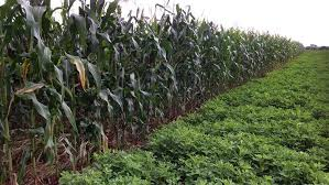 Data-led agriculture is fundamental to enhancing productivity, promoting resource efficiency, and enabling climate-smart practices. Timely and accurate data empower farmers, policymakers, and investors to make informed and targeted decisions that drive sectoral growth.