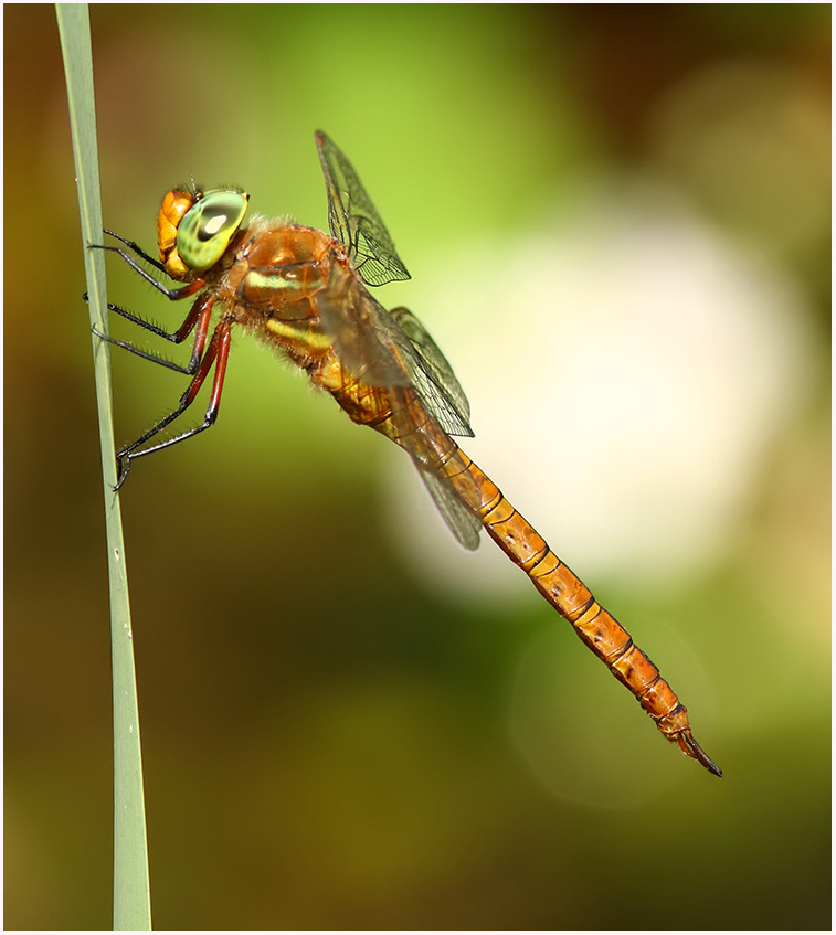 Marc Heath (@marcheathym007) on Twitter photo Male Norfolk Hawkers from a very hot weekend. NEW photos @ marcheath.blogspot.com. <a href="/BDSdragonflies/">British Dragonfly Society</a> <a href="/Britnatureguide/">The British Nature Guide</a> <a href="/NatureUK/">NatureUK</a> <a href="/BBCSpringwatch/">BBC Springwatch</a> <a href="/smallshire/">Dave Smallshire</a> #teamdragonfly Male Norfolk Hawkers from a very hot weekend. NEW photos @ marcheath.blogspot.com. <a href="/BDSdragonflies/">British Dragonfly Society</a> <a href="/Britnatureguide/">The British Nature Guide</a> <a href="/NatureUK/">NatureUK</a> <a href="/BBCSpringwatch/">BBC Springwatch</a> <a href="/smallshire/">Dave Smallshire</a> #teamdragonfly