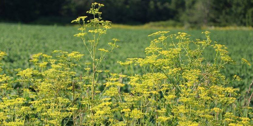 NOTICE OF PESTICIDE USE

The City of Quinte West intends to utilize Wagar &amp; Corput Weed Control Inc. to control the noxious weed, Wild Parsnip, along some rural roadsides. 

The spraying will commence July 1, 2025 (weather permitting). 

More information: quintewest.ca/blog/public-no…