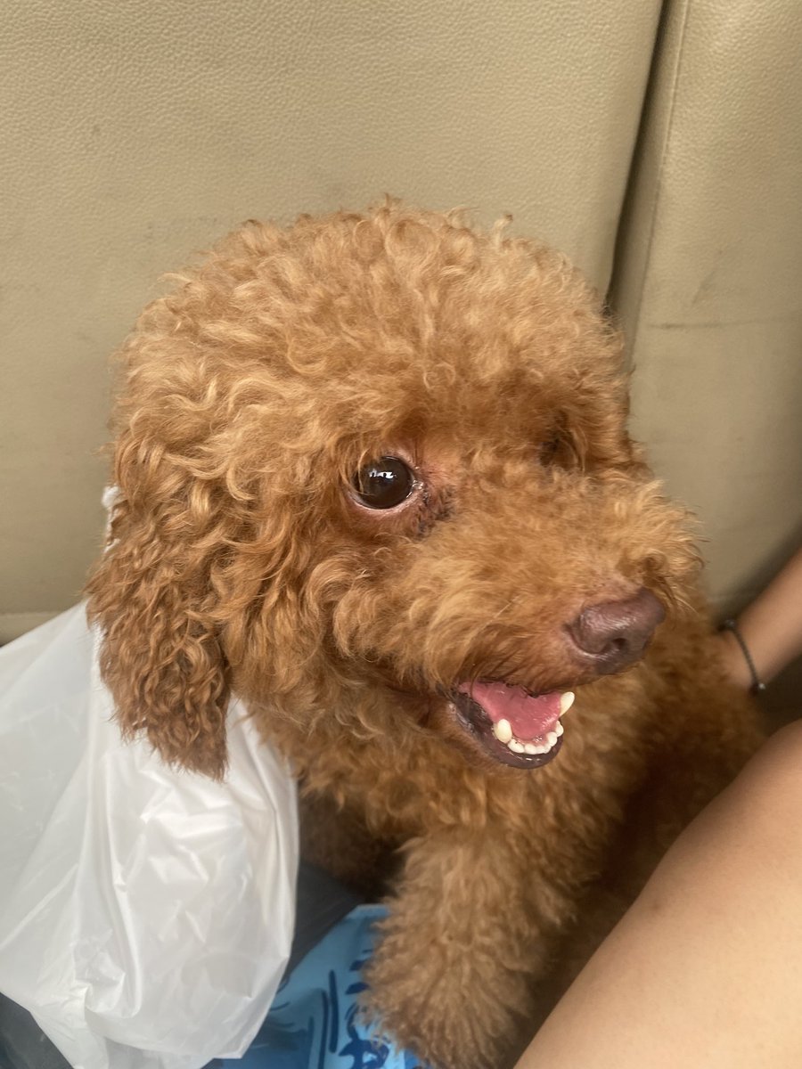 tweyew's tweet photo. bongbong si muka bloon https://t.co/cNAOapbc36