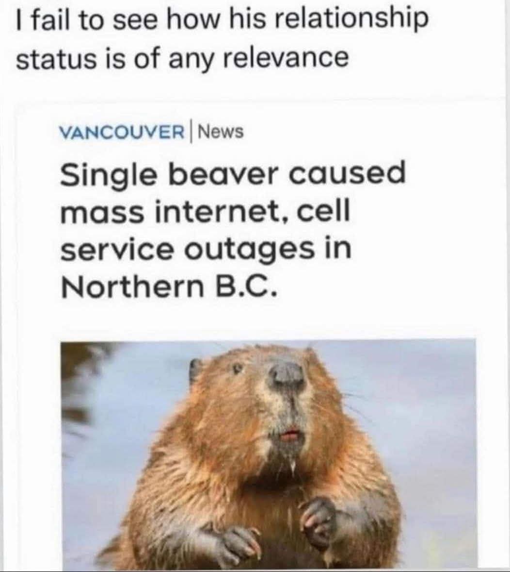 🇨🇦 Big Bad Brian & His Big Brown Beaver 🦫 (@simiaeborealis) on Twitter photo 