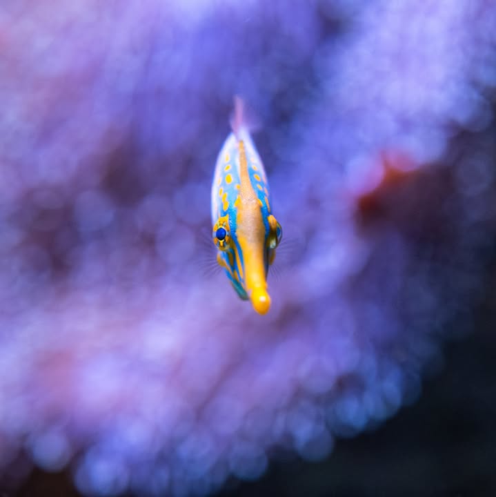 A fun little fish to brighten up your feed. 💛